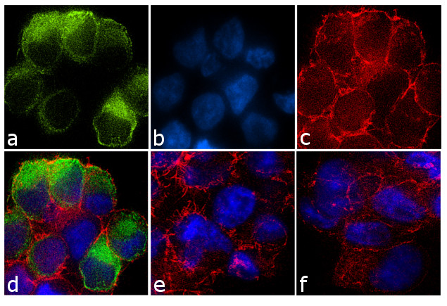 GPR68 Antibody in Immunocytochemistry (ICC/IF)