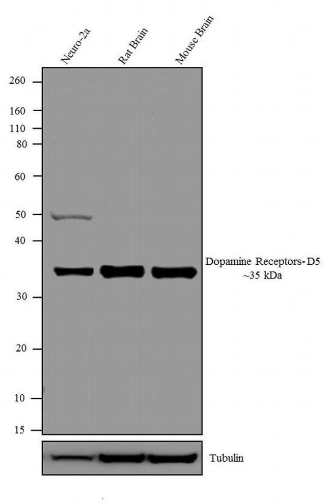 DRD5 Antibody in Western Blot (WB)