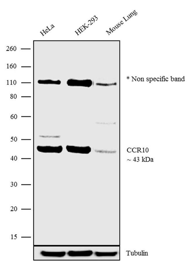 CCR10 Antibody in Western Blot (WB)