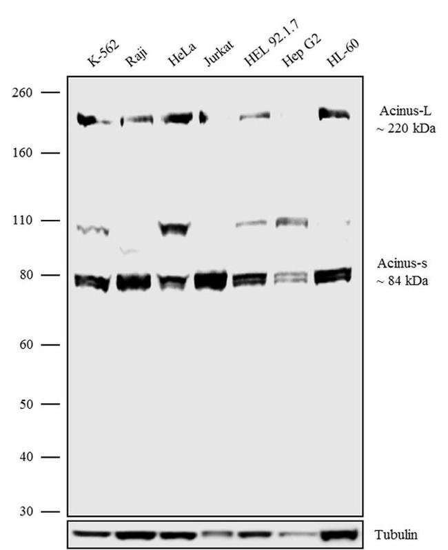 Acinus Antibody in Western Blot (WB)