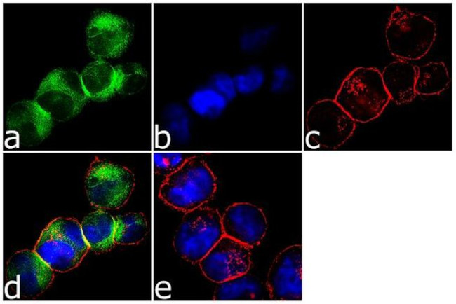 GEF-H1 Antibody in Immunocytochemistry (ICC/IF)