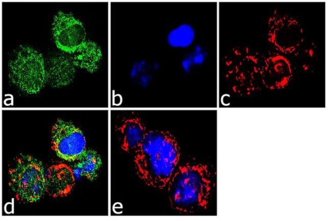 IRAK4 Antibody in Immunocytochemistry (ICC/IF)
