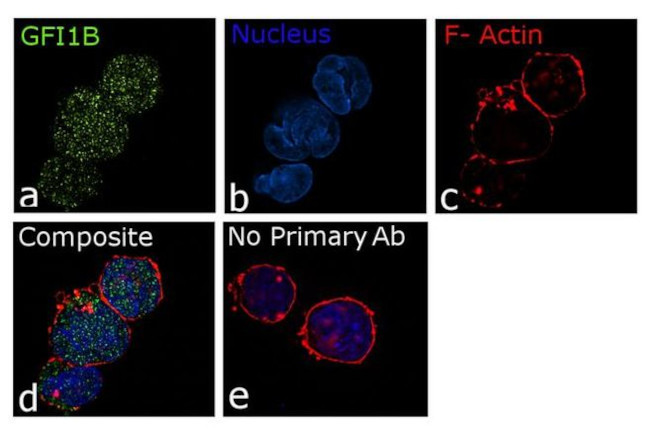 GFI1b Antibody in Immunocytochemistry (ICC/IF)