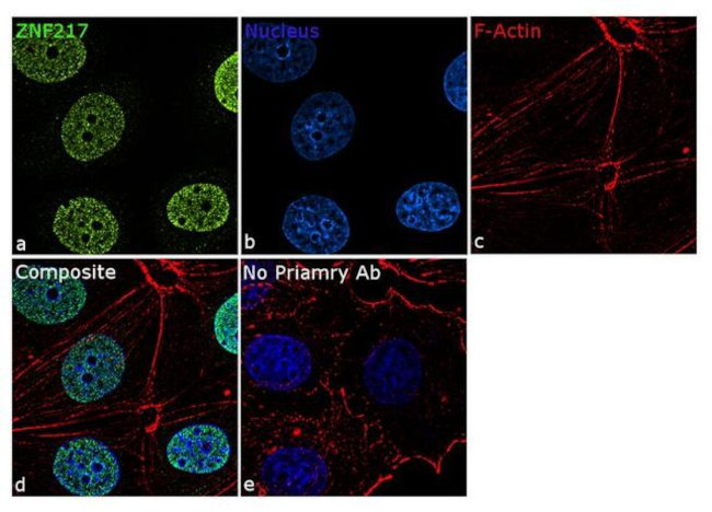 ZNF217 Antibody in Immunocytochemistry (ICC/IF)