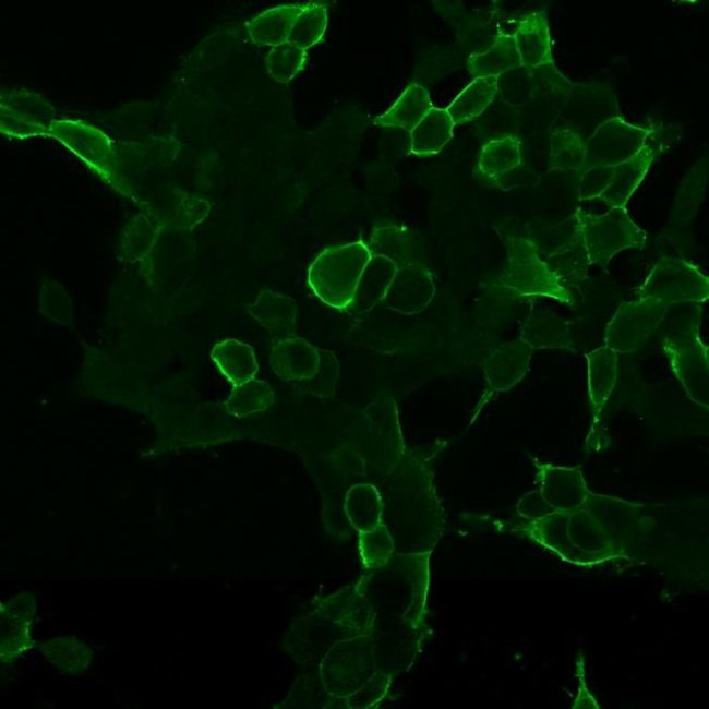 mGluR2 Antibody in Immunocytochemistry (ICC/IF)