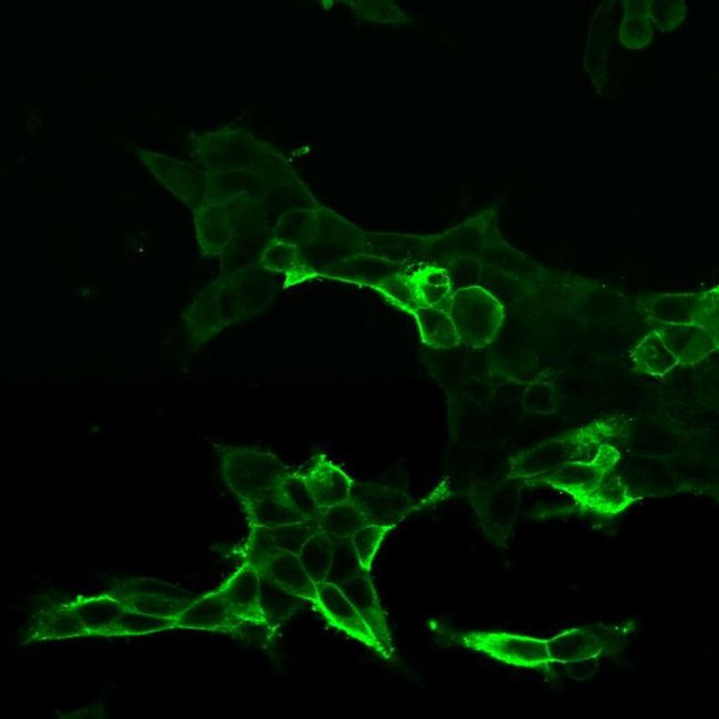 Calcitonin Receptor Antibody in Immunocytochemistry (ICC/IF)