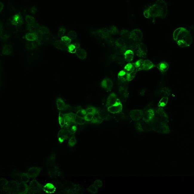 mGluR4 Antibody in Immunocytochemistry (ICC/IF)