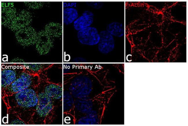 ELF5 Antibody in Immunocytochemistry (ICC/IF)