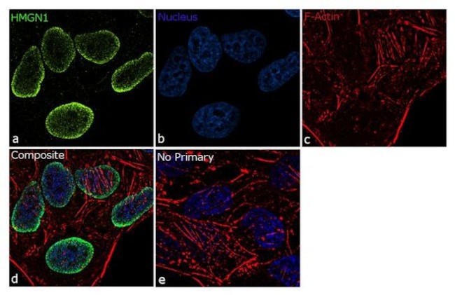 HMGN1 Antibody in Immunocytochemistry (ICC/IF)