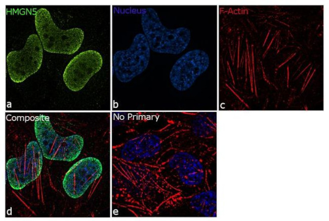 HMGN5 Antibody in Immunocytochemistry (ICC/IF)