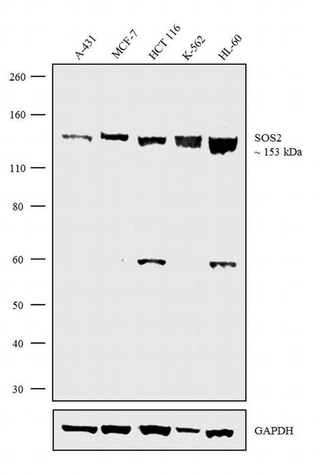SOS2 Antibody in Western Blot (WB)
