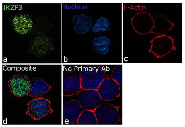 IKZF3 Antibody in Immunocytochemistry (ICC/IF)