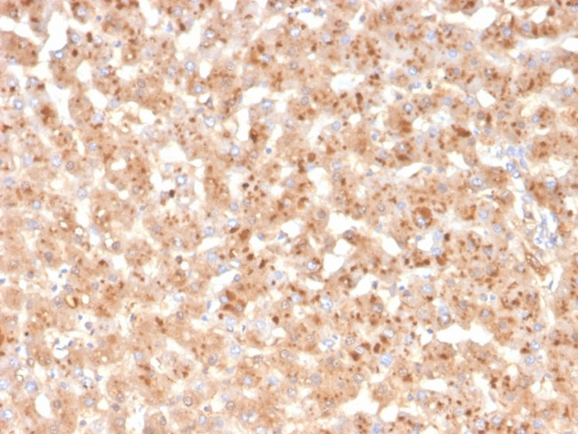 Transthyretin (Prealbumin) Antibody in Immunohistochemistry (Paraffin) (IHC (P))