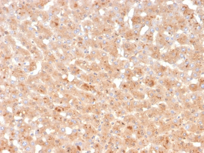 Transthyretin (Prealbumin) Antibody in Immunohistochemistry (Paraffin) (IHC (P))