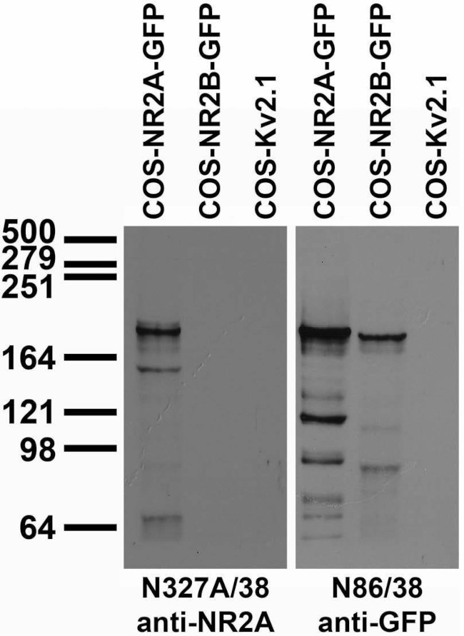 NR2A Glutamate Receptor Antibody in Western Blot (WB)