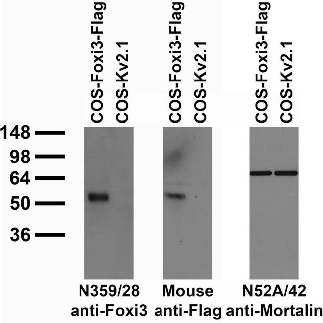 Foxi3 Antibody in Western Blot (WB)