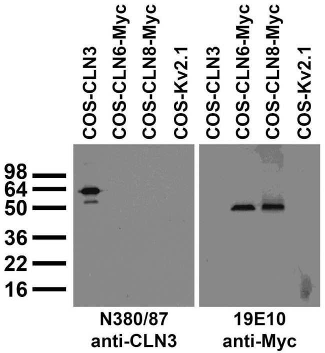 CLN3 Antibody in Western Blot (WB)