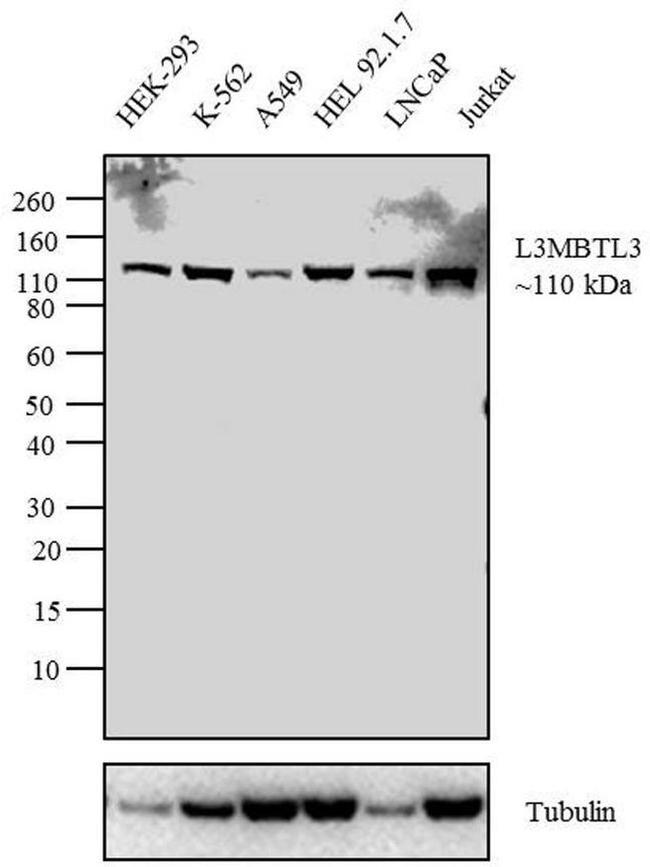 L3MBTL3 Antibody in Western Blot (WB)