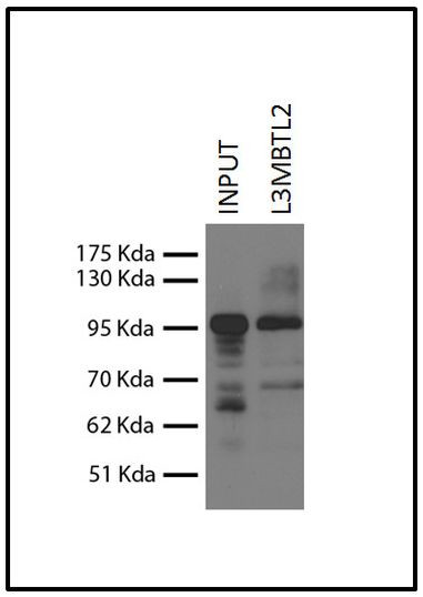 L3MBTL2 Antibody in Immunoprecipitation (IP)