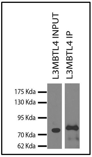 L3MBTL4 Antibody in Immunoprecipitation (IP)