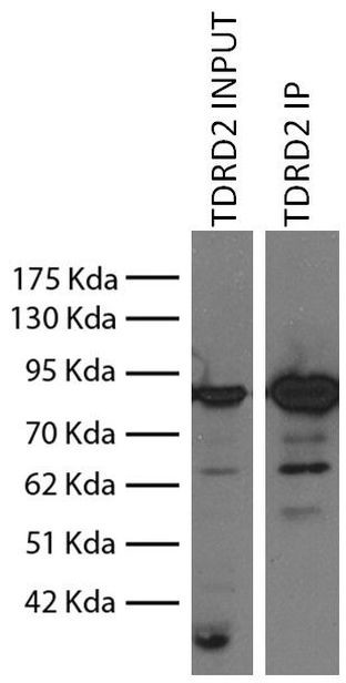 TDRKH Antibody in Immunoprecipitation (IP)