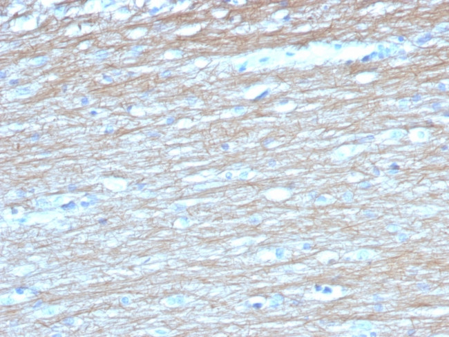 PGP9.5/UchL1 (pan-Neuronal Marker) Antibody in Immunohistochemistry (Paraffin) (IHC (P))
