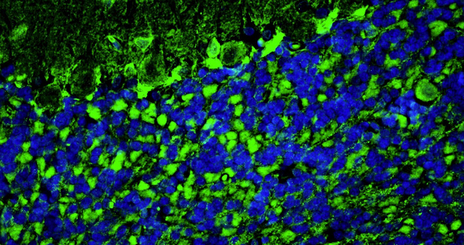 PSD-95 Antibody in Immunohistochemistry (IHC)
