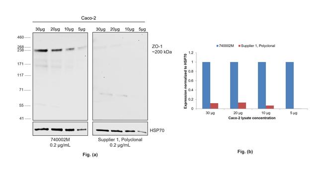 ZO-1 Antibody in Western Blot (WB)