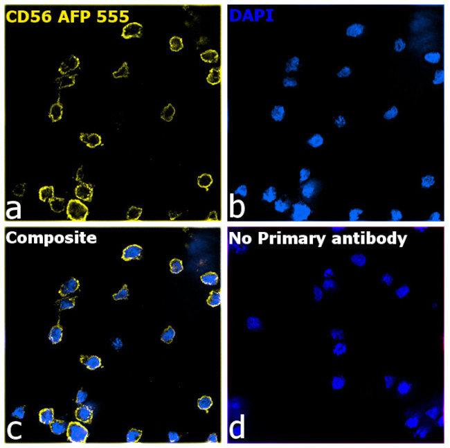 CD56 (NCAM) Antibody in Immunocytochemistry (ICC/IF)