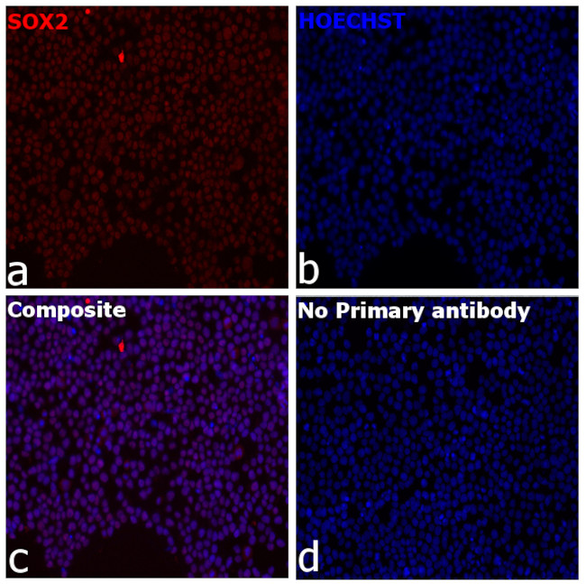 SOX2 Chimeric Antibody in Immunocytochemistry (ICC/IF)