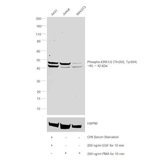 Phospho-ERK1/2 (Thr202, Tyr204) Antibody in Western Blot (WB)