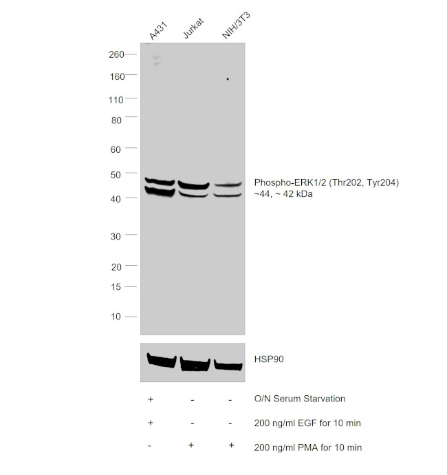 Phospho-ERK1/2 (Thr202, Tyr204) Antibody in Western Blot (WB)