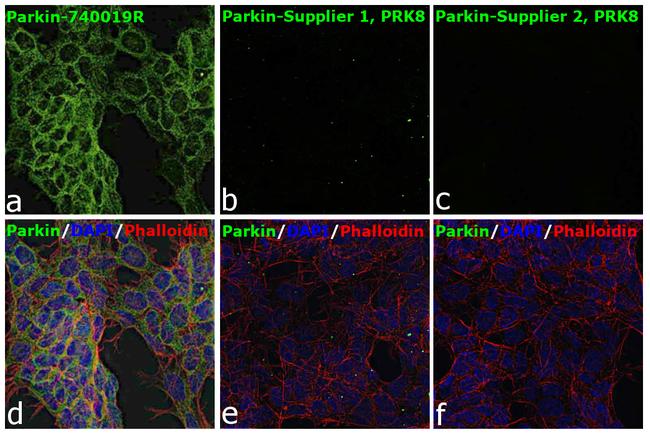 Parkin Antibody in Immunocytochemistry (ICC/IF)