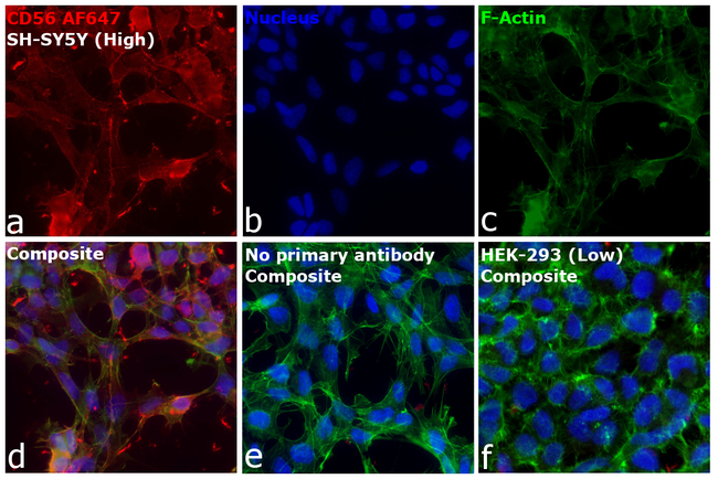 CD56 (NCAM) Antibody in Immunocytochemistry (ICC/IF)