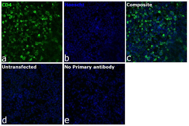 CD4 Antibody in Immunocytochemistry (ICC/IF)