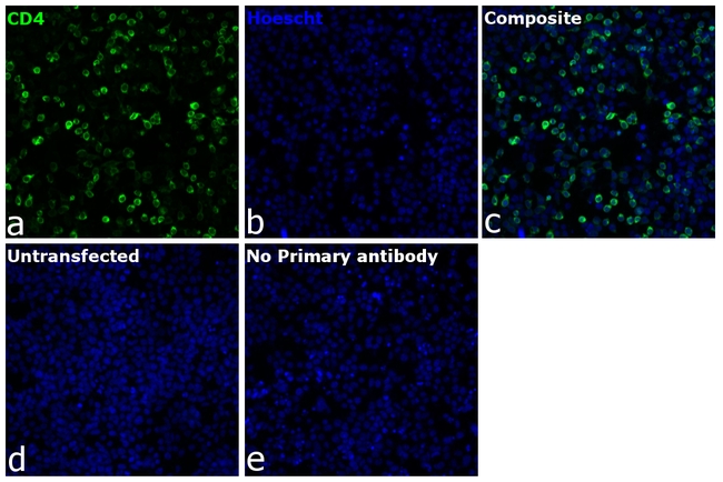 CD4 Antibody in Immunocytochemistry (ICC/IF)