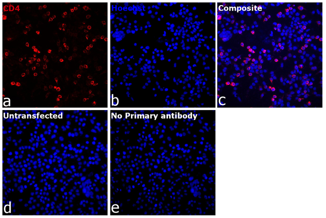 CD4 Antibody in Immunocytochemistry (ICC/IF)