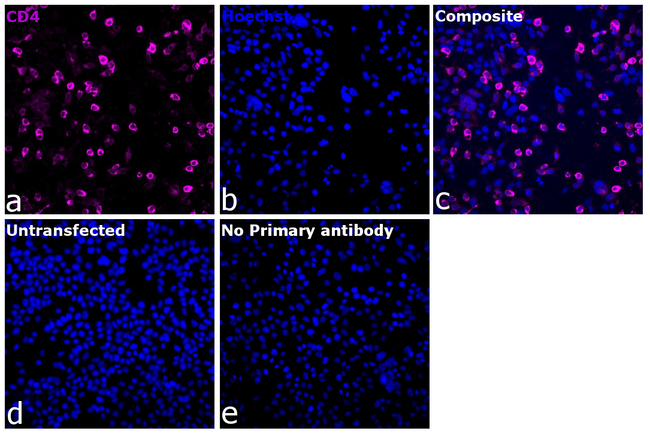 CD4 Antibody in Immunocytochemistry (ICC/IF)