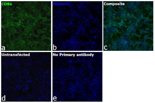 CD8a Antibody in Immunocytochemistry (ICC/IF)