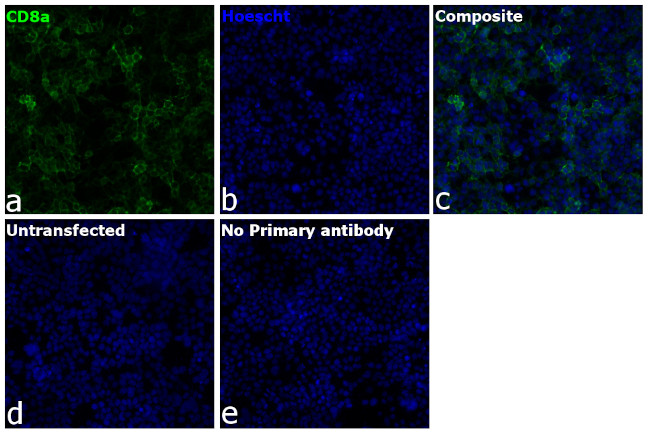 CD8a Antibody in Immunocytochemistry (ICC/IF)