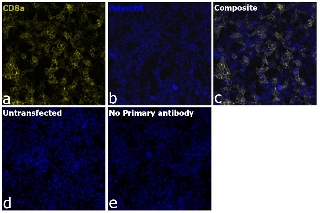 CD8a Antibody in Immunocytochemistry (ICC/IF)