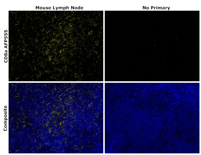 Alexa Rats CD8a Recombinant Rat Monoclonal Antibody (4SM16), Alexa Fluor™ Plus 555 ...