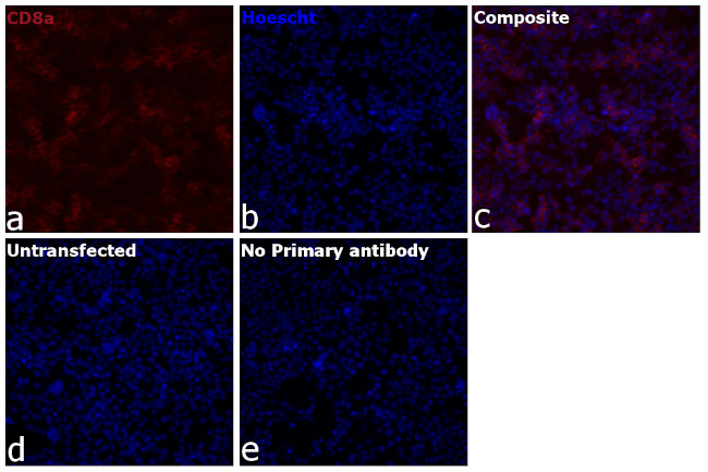 CD8a Antibody in Immunocytochemistry (ICC/IF)