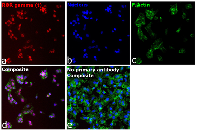 ROR gamma (t) Antibody in Immunocytochemistry (ICC/IF)