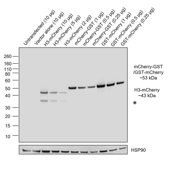 mCherry Chimeric Antibody in Western Blot (WB)