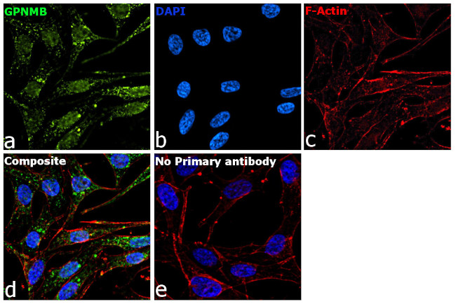 GPNMB Antibody in Immunocytochemistry (ICC/IF)