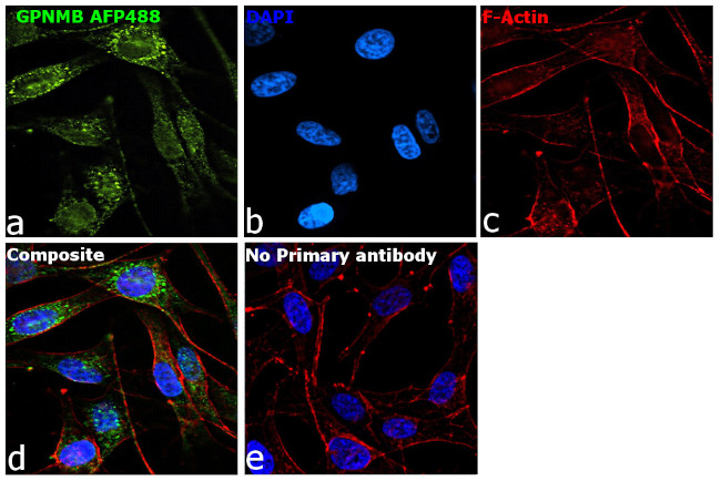 GPNMB Antibody in Immunocytochemistry (ICC/IF)