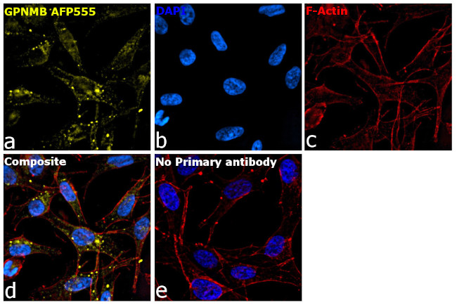 GPNMB Antibody in Immunocytochemistry (ICC/IF)