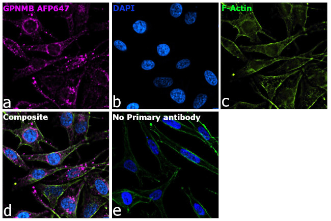 GPNMB Antibody in Immunocytochemistry (ICC/IF)