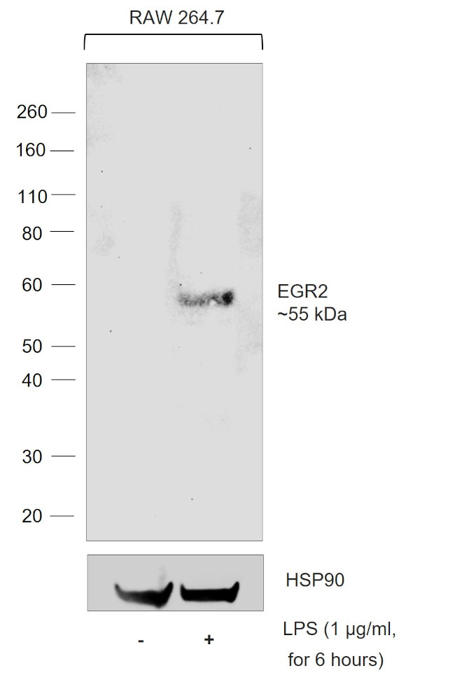 EGR2 Antibody in Western Blot (WB)